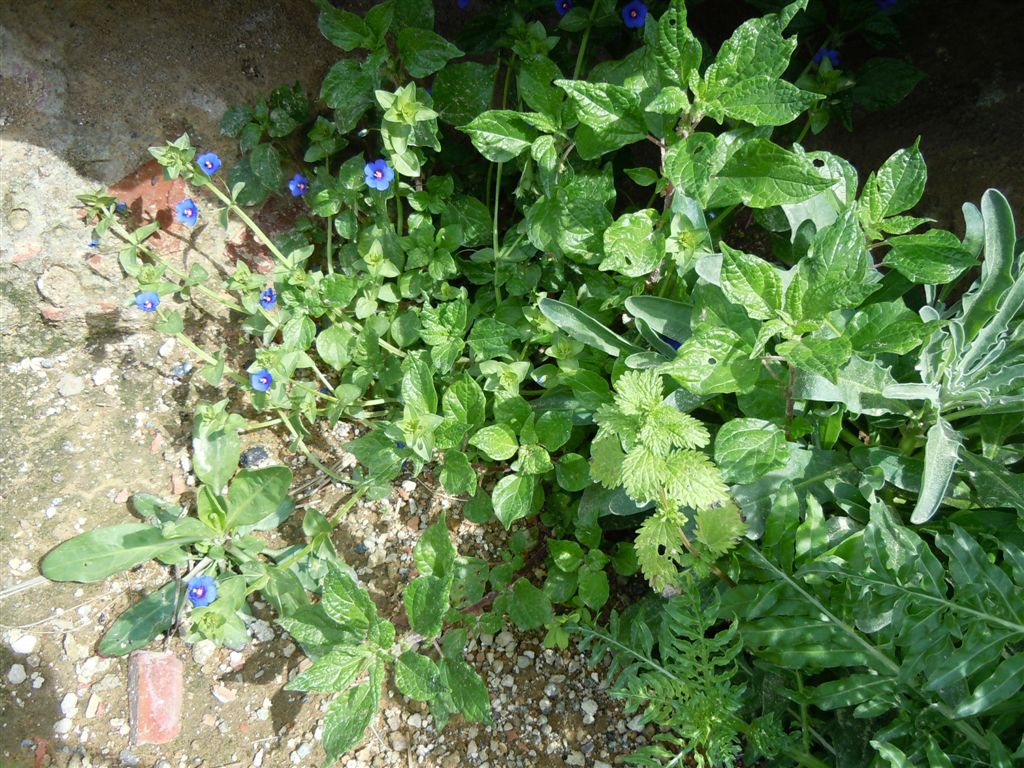 Lysimachia (=Anagallis) arvensis